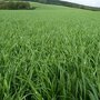 Barenbrug Solide